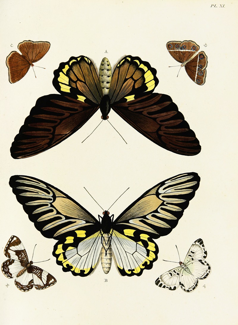 Pieter Cramer - Foreign butterflies occurring in the three continents Asia, Africa and America Pl.258