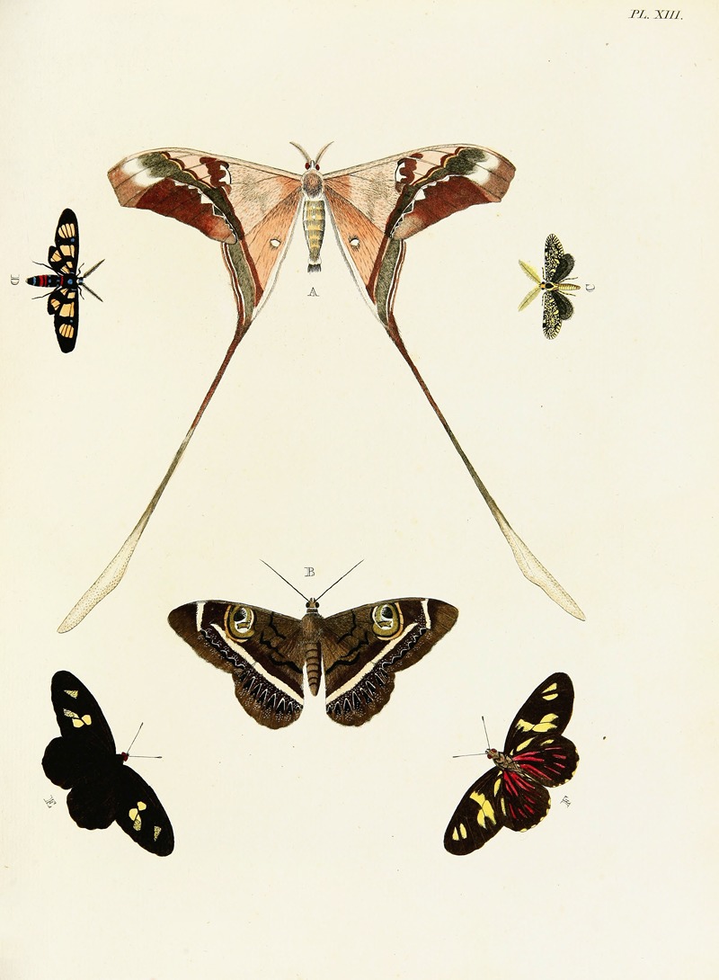 Pieter Cramer - Foreign butterflies occurring in the three continents Asia, Africa and America Pl.260