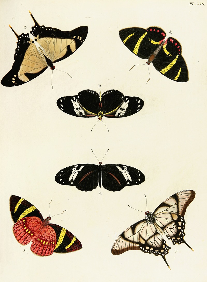 Pieter Cramer - Foreign butterflies occurring in the three continents Asia, Africa and America Pl.264