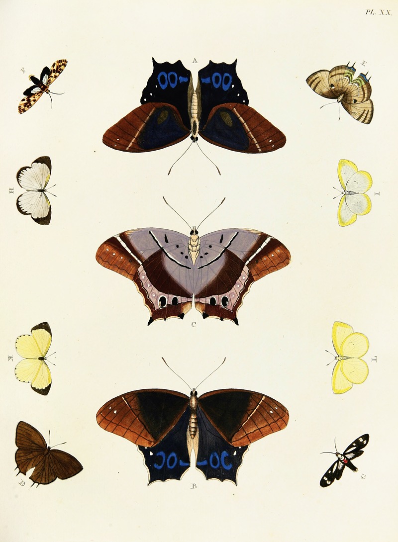 Pieter Cramer - Foreign butterflies occurring in the three continents Asia, Africa and America Pl.267