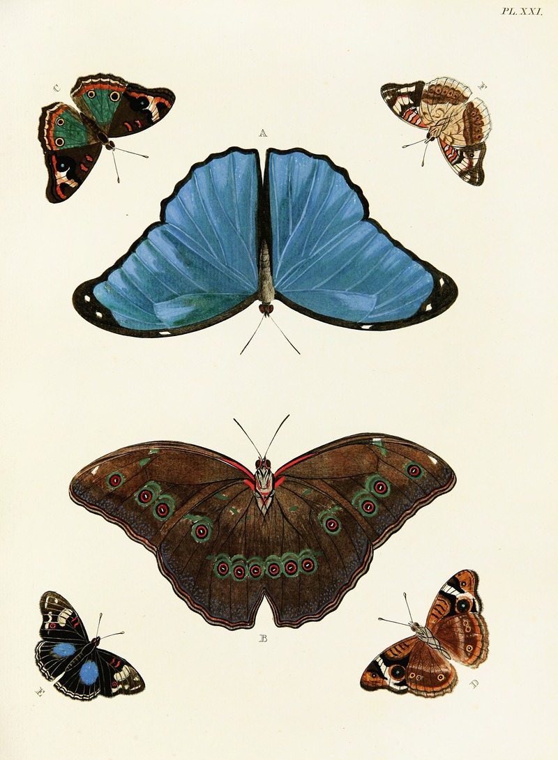 Pieter Cramer - Foreign butterflies occurring in the three continents Asia, Africa and America Pl.268