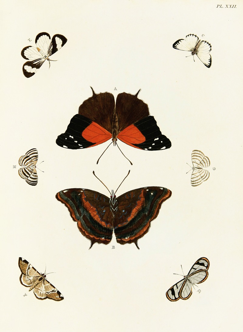 Pieter Cramer - Foreign butterflies occurring in the three continents Asia, Africa and America Pl.269
