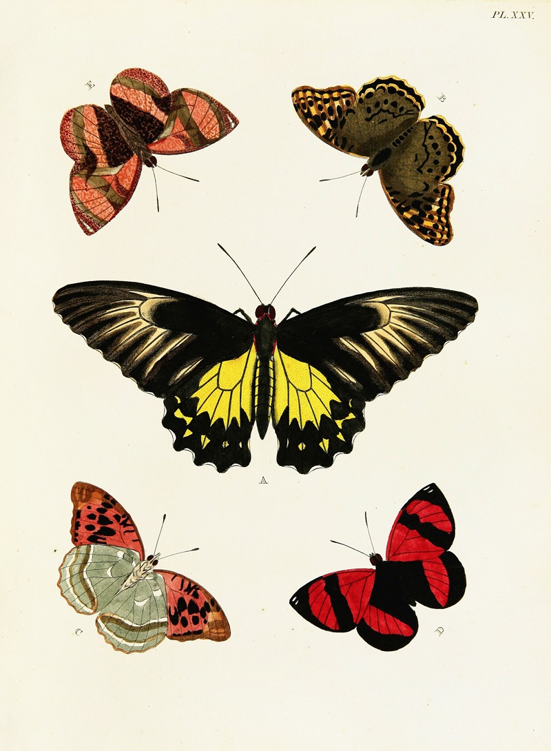 Pieter Cramer - Foreign butterflies occurring in the three continents Asia, Africa and America Pl.272