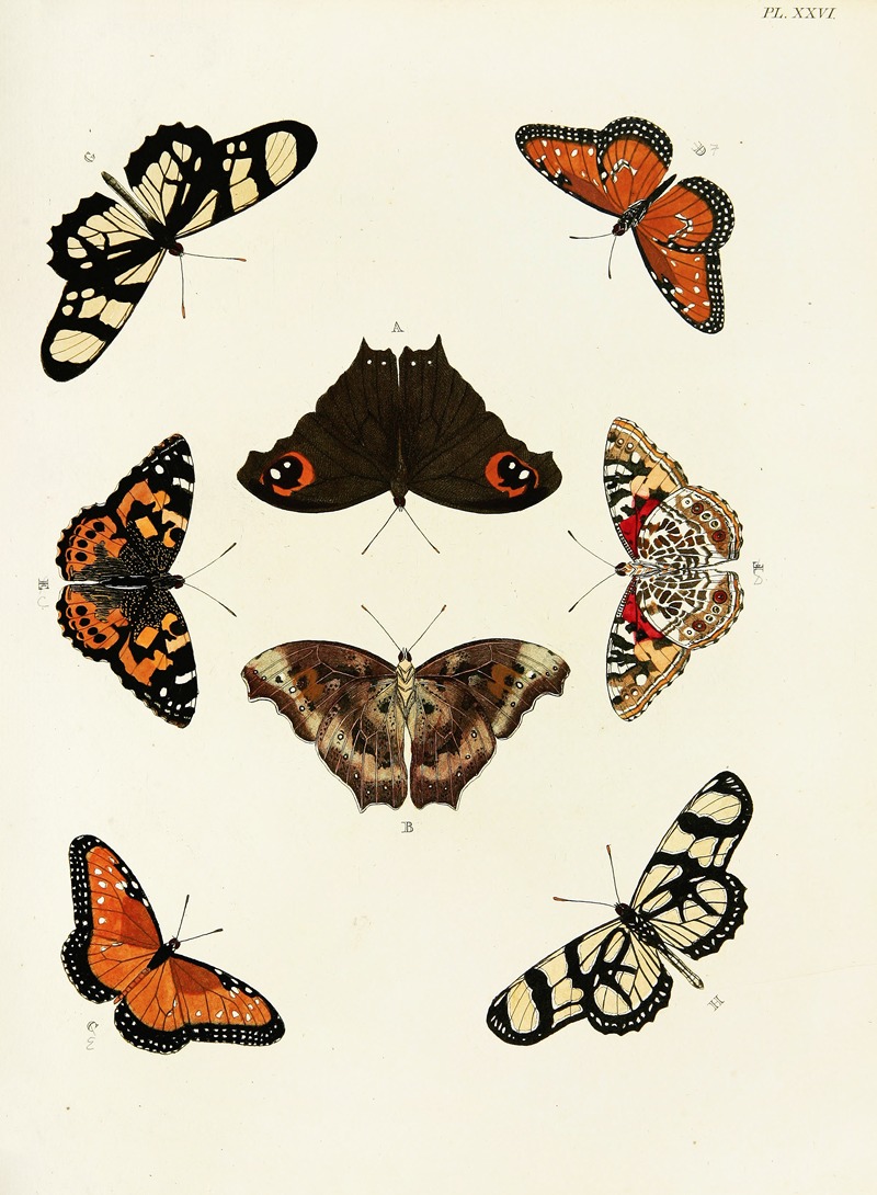 Pieter Cramer - Foreign butterflies occurring in the three continents Asia, Africa and America Pl.273