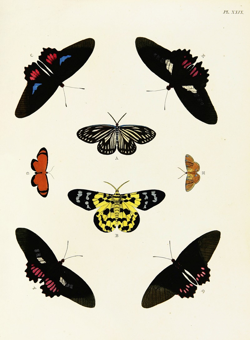Pieter Cramer - Foreign butterflies occurring in the three continents Asia, Africa and America Pl.276