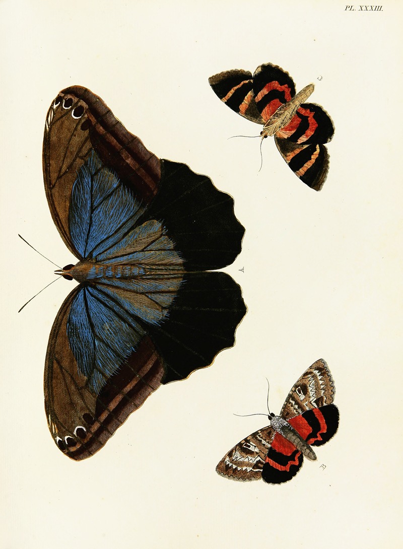 Pieter Cramer - Foreign butterflies occurring in the three continents Asia, Africa and America Pl.280