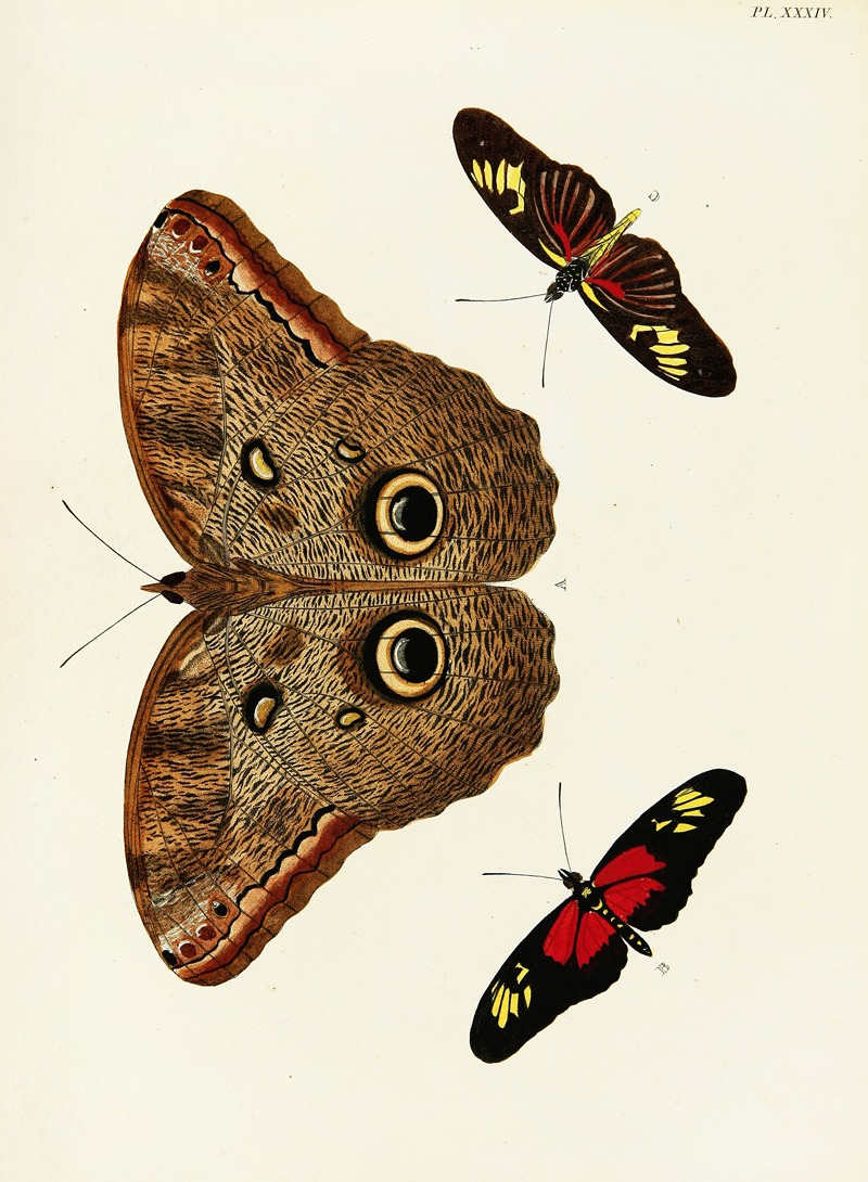 Pieter Cramer - Foreign butterflies occurring in the three continents Asia, Africa and America Pl.281