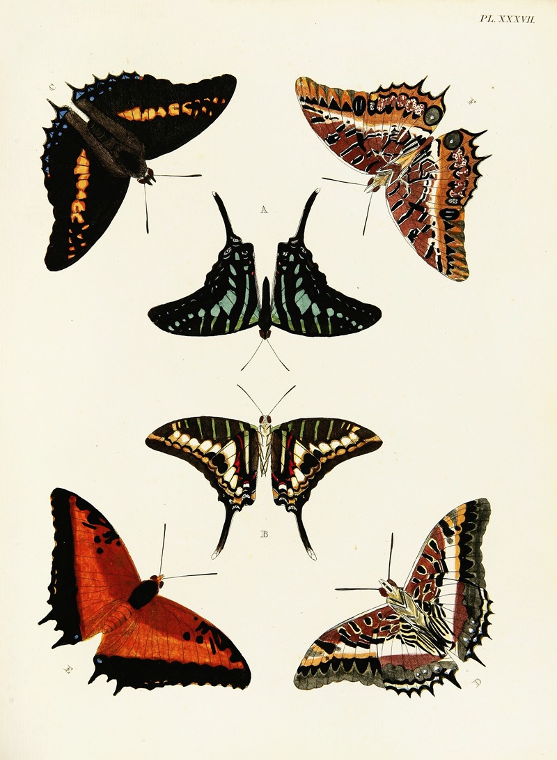 Pieter Cramer - Foreign butterflies occurring in the three continents Asia, Africa and America Pl.284