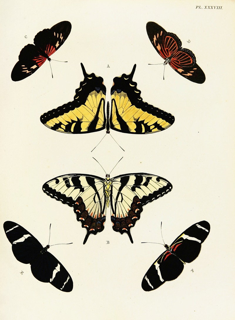 Pieter Cramer - Foreign butterflies occurring in the three continents Asia, Africa and America Pl.285