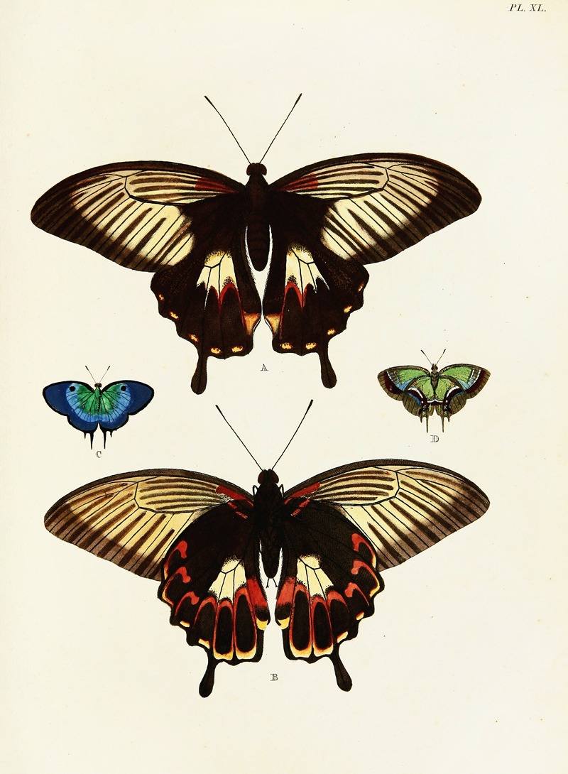Pieter Cramer - Foreign butterflies occurring in the three continents Asia, Africa and America Pl.287
