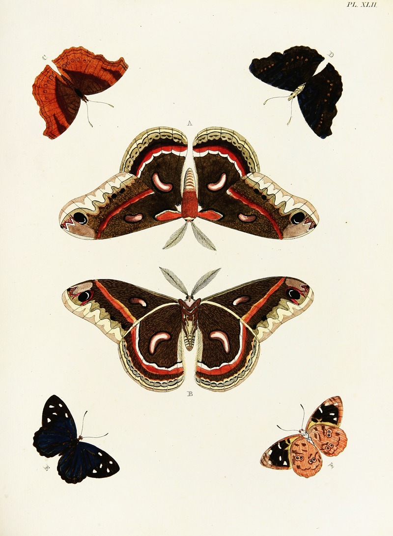 Pieter Cramer - Foreign butterflies occurring in the three continents Asia, Africa and America Pl.289