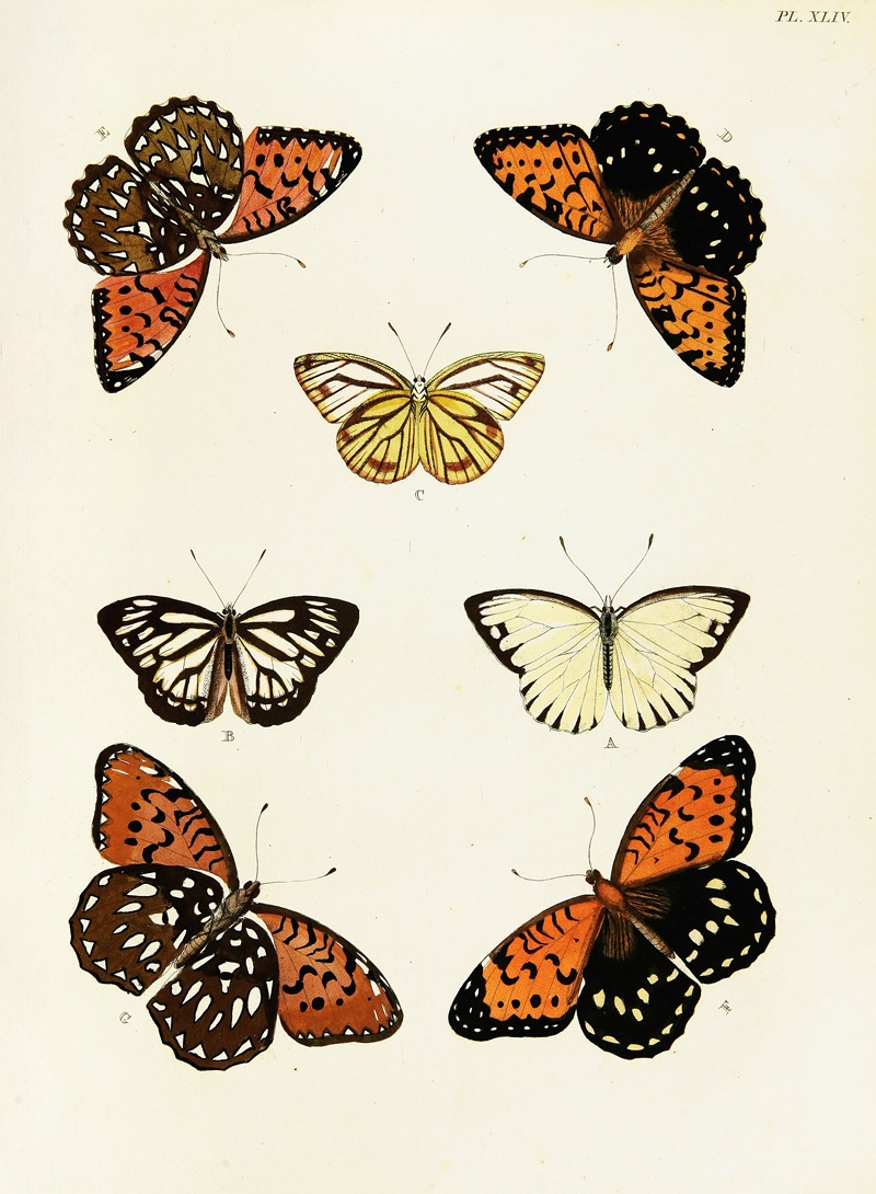 Pieter Cramer - Foreign butterflies occurring in the three continents Asia, Africa and America Pl.291