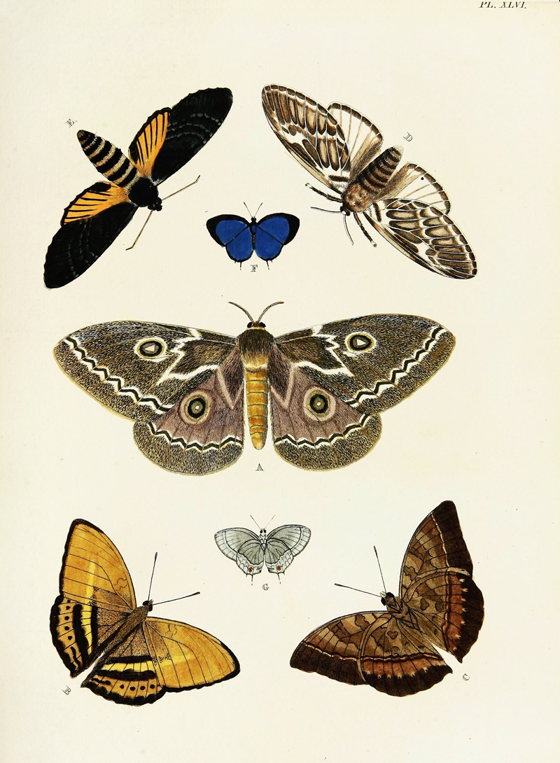 Pieter Cramer - Foreign butterflies occurring in the three continents Asia, Africa and America Pl.293