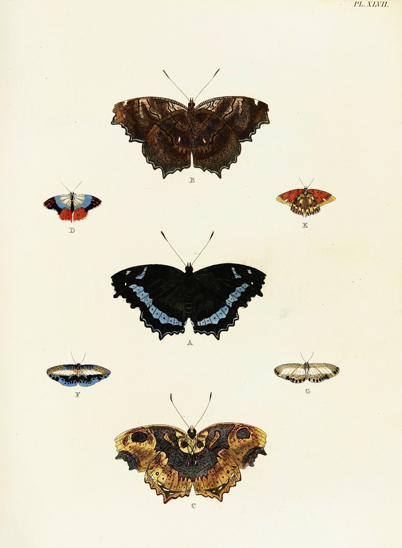 Pieter Cramer - Foreign butterflies occurring in the three continents Asia, Africa and America Pl.294