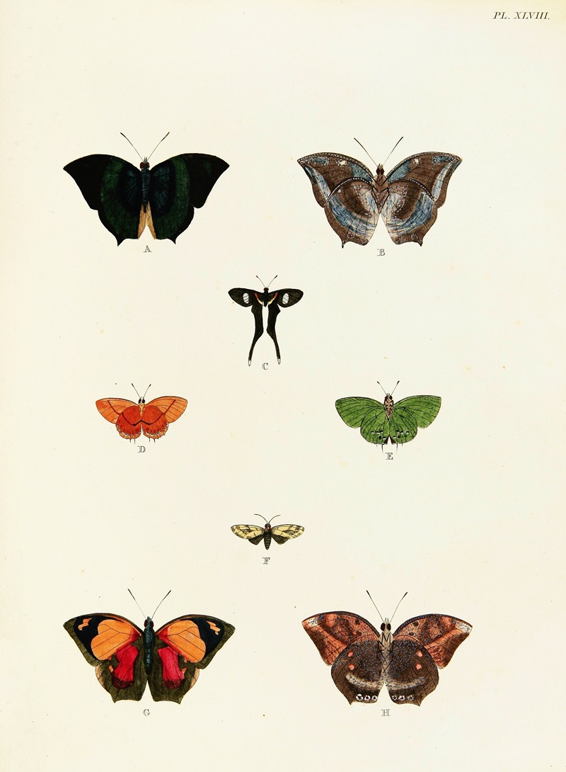 Pieter Cramer - Foreign butterflies occurring in the three continents Asia, Africa and America Pl.295