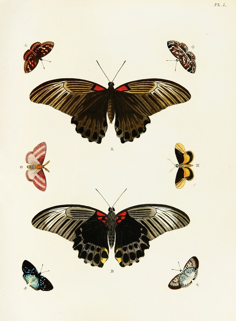 Pieter Cramer - Foreign butterflies occurring in the three continents Asia, Africa and America Pl.297