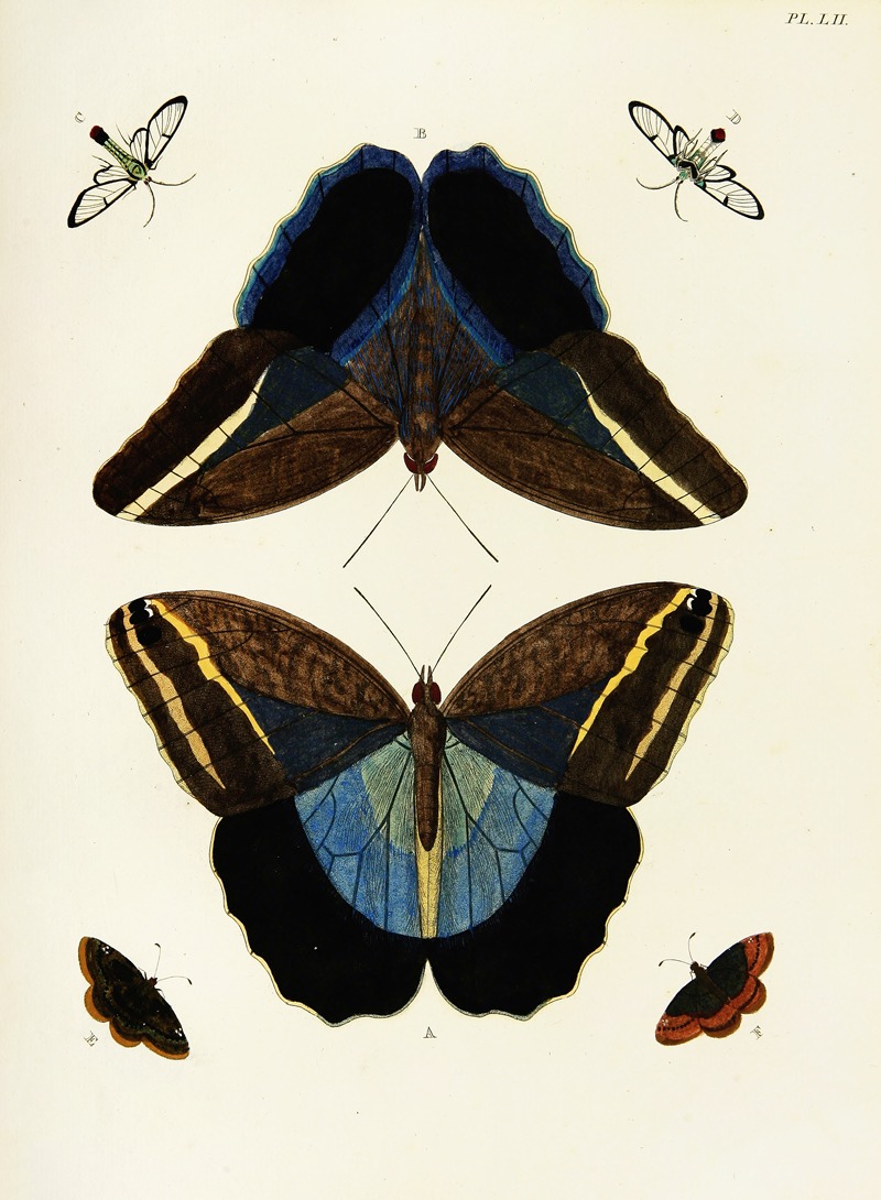 Pieter Cramer - Foreign butterflies occurring in the three continents Asia, Africa and America Pl.299