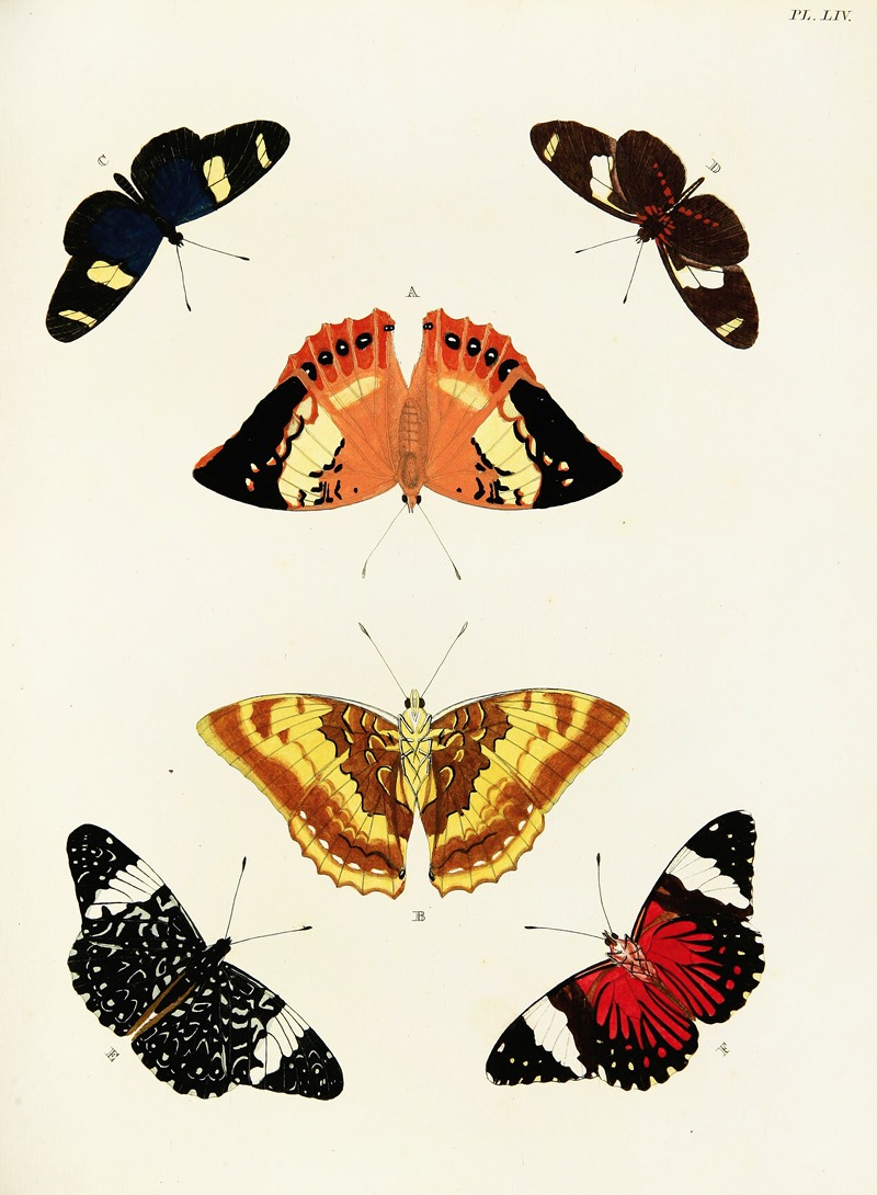 Pieter Cramer - Foreign butterflies occurring in the three continents Asia, Africa and America Pl.301