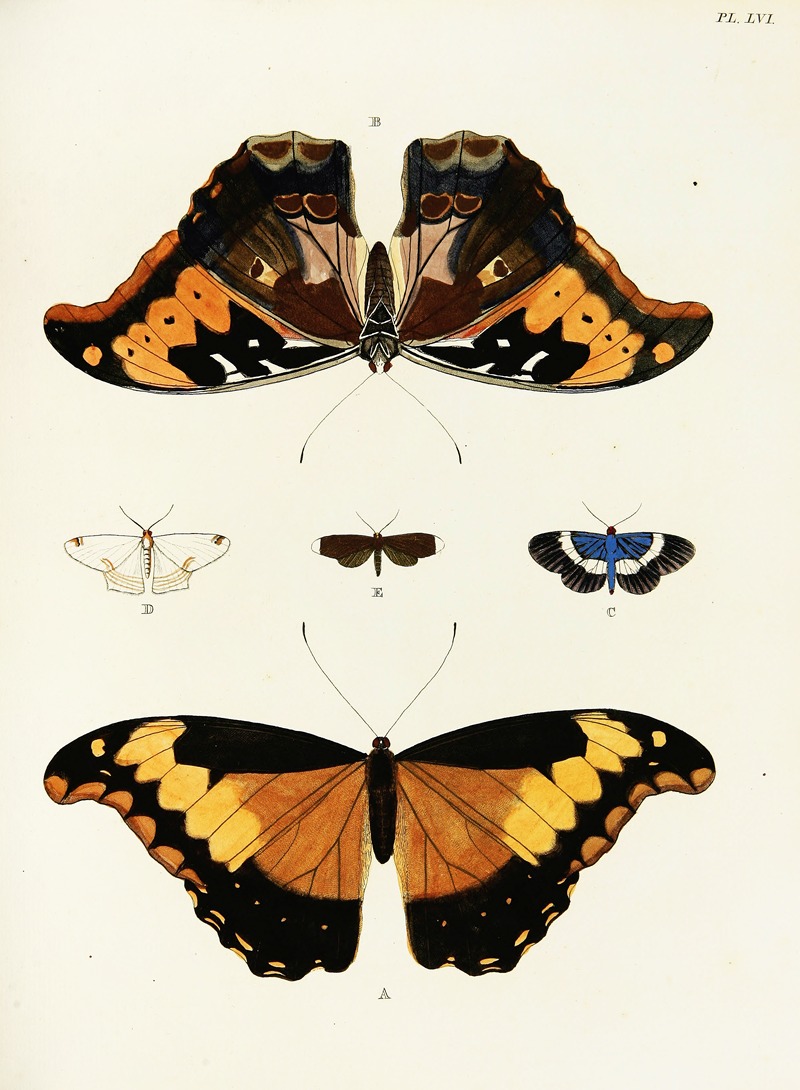Pieter Cramer - Foreign butterflies occurring in the three continents Asia, Africa and America Pl.303
