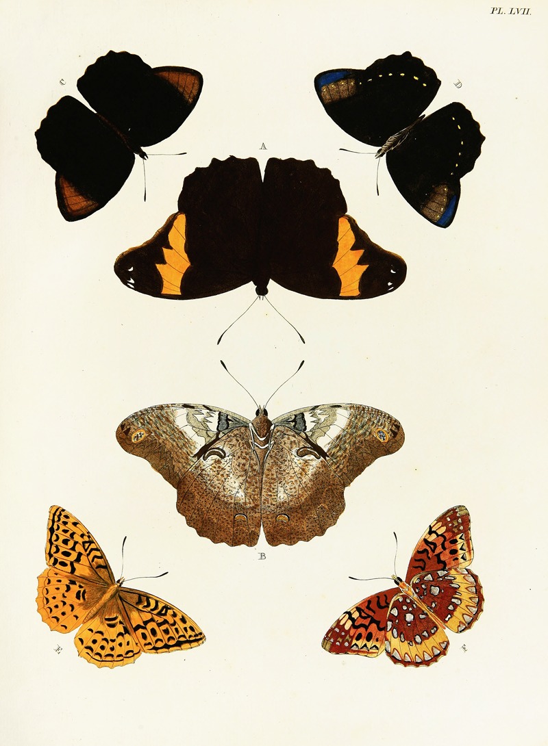 Pieter Cramer - Foreign butterflies occurring in the three continents Asia, Africa and America Pl.304