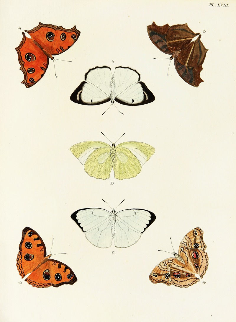 Pieter Cramer - Foreign butterflies occurring in the three continents Asia, Africa and America Pl.305