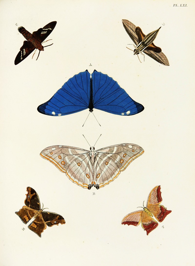 Pieter Cramer - Foreign butterflies occurring in the three continents Asia, Africa and America Pl.308