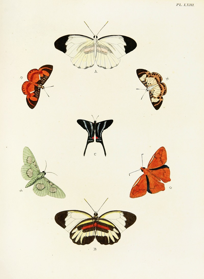 Pieter Cramer - Foreign butterflies occurring in the three continents Asia, Africa and America Pl.310
