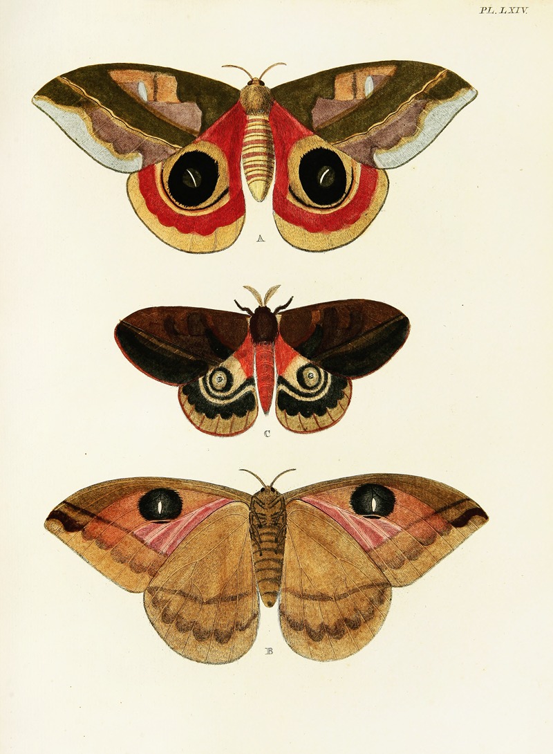 Pieter Cramer - Foreign butterflies occurring in the three continents Asia, Africa and America Pl.311