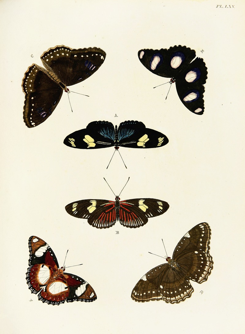Pieter Cramer - Foreign butterflies occurring in the three continents Asia, Africa and America Pl.312