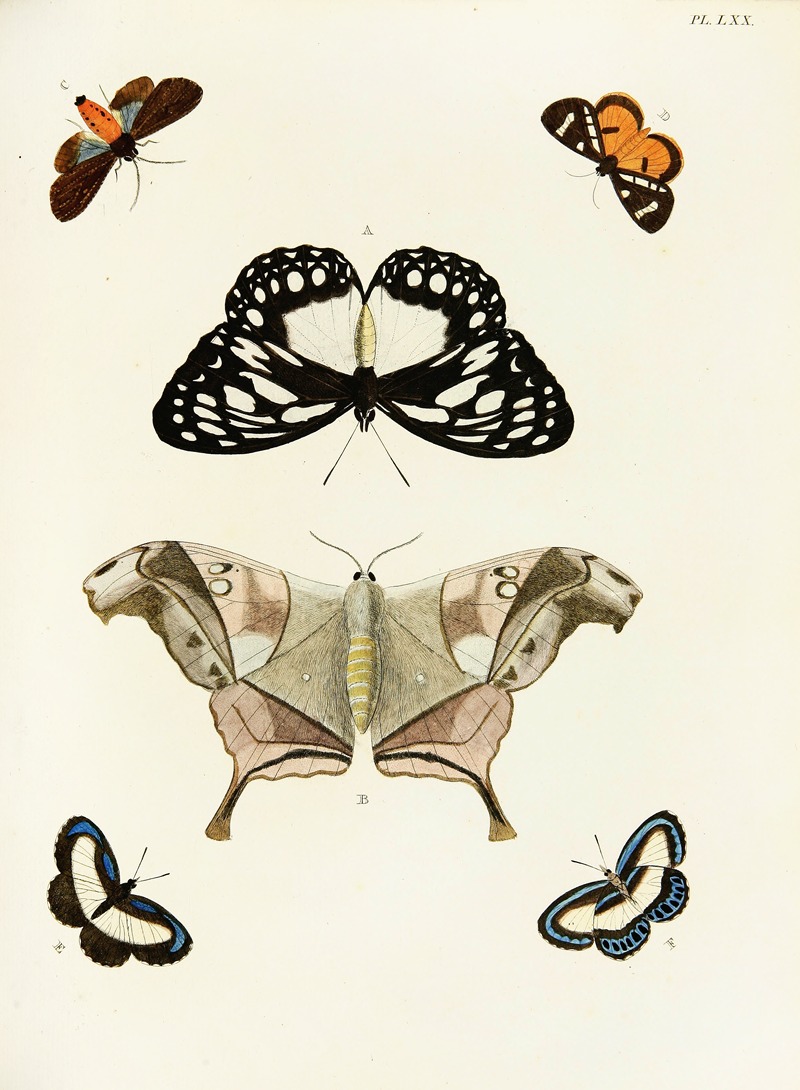 Pieter Cramer - Foreign butterflies occurring in the three continents Asia, Africa and America Pl.317