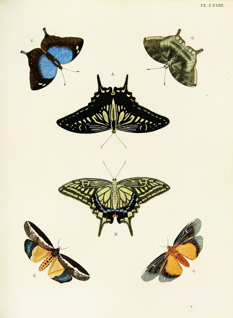 Pieter Cramer - Foreign butterflies occurring in the three continents Asia, Africa and America Pl.320