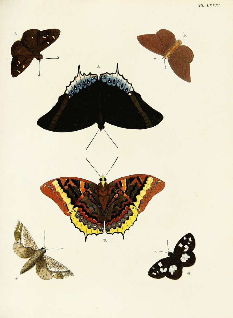 Pieter Cramer - Foreign butterflies occurring in the three continents Asia, Africa and America Pl.321