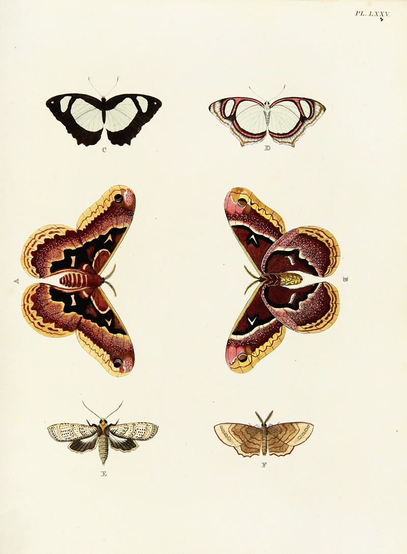 Pieter Cramer - Foreign butterflies occurring in the three continents Asia, Africa and America Pl.322