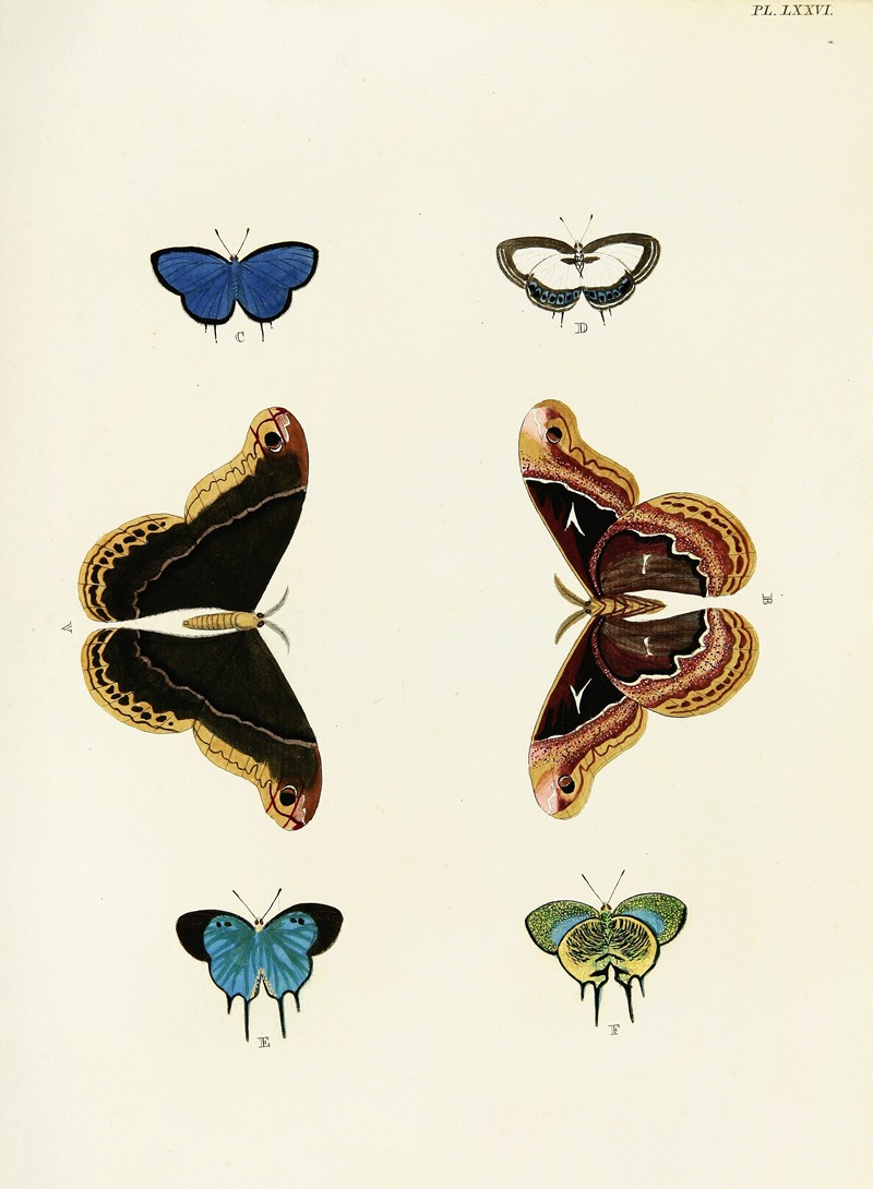Pieter Cramer - Foreign butterflies occurring in the three continents Asia, Africa and America Pl.323