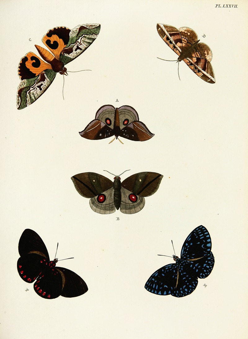 Pieter Cramer - Foreign butterflies occurring in the three continents Asia, Africa and America Pl.324