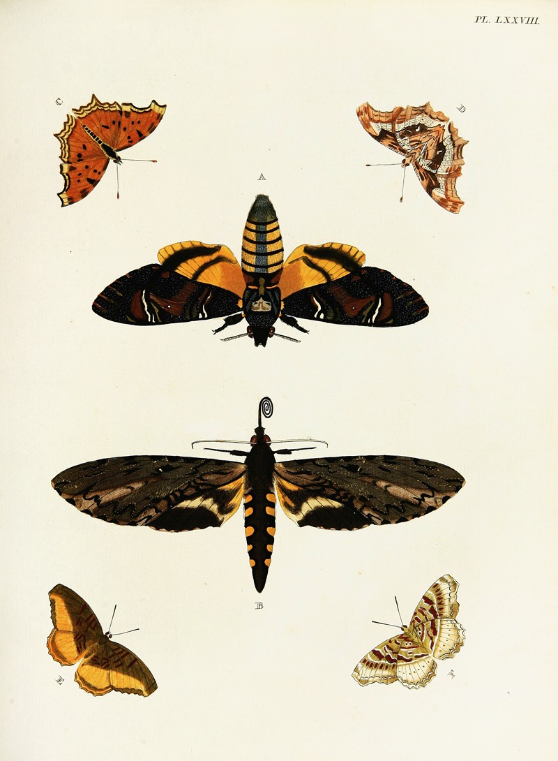 Pieter Cramer - Foreign butterflies occurring in the three continents Asia, Africa and America Pl.325