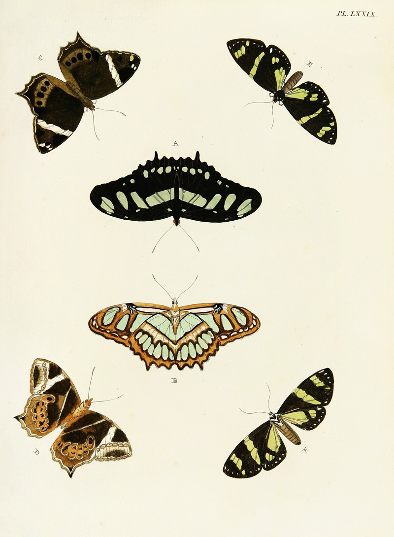 Pieter Cramer - Foreign butterflies occurring in the three continents Asia, Africa and America Pl.326