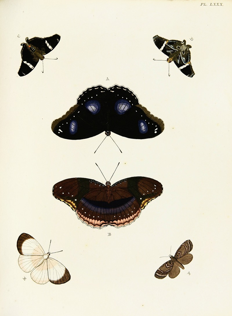 Pieter Cramer - Foreign butterflies occurring in the three continents Asia, Africa and America Pl.327