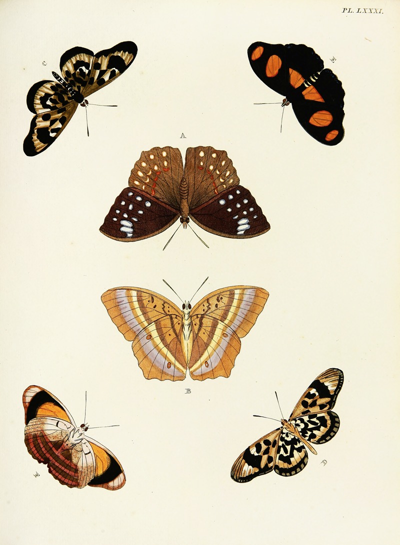 Pieter Cramer - Foreign butterflies occurring in the three continents Asia, Africa and America Pl.328