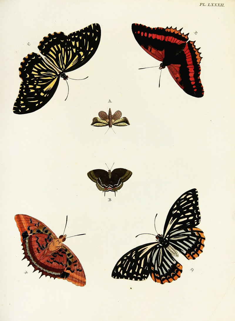 Pieter Cramer - Foreign butterflies occurring in the three continents Asia, Africa and America Pl.329