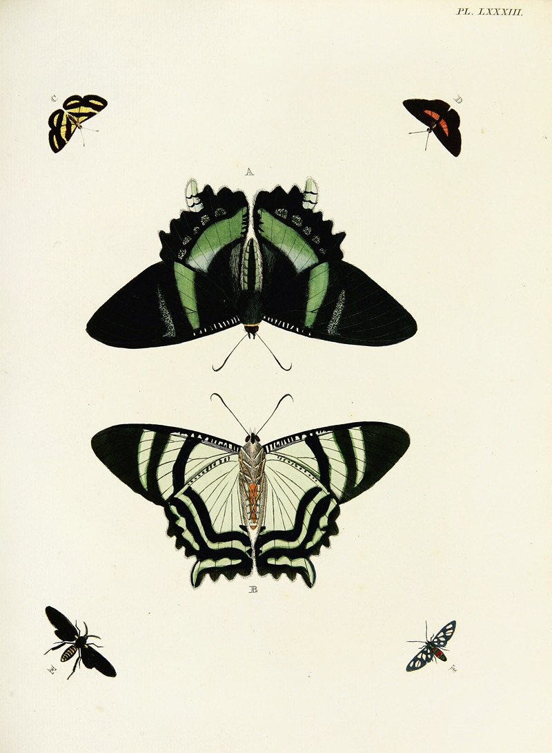 Pieter Cramer - Foreign butterflies occurring in the three continents Asia, Africa and America Pl.330