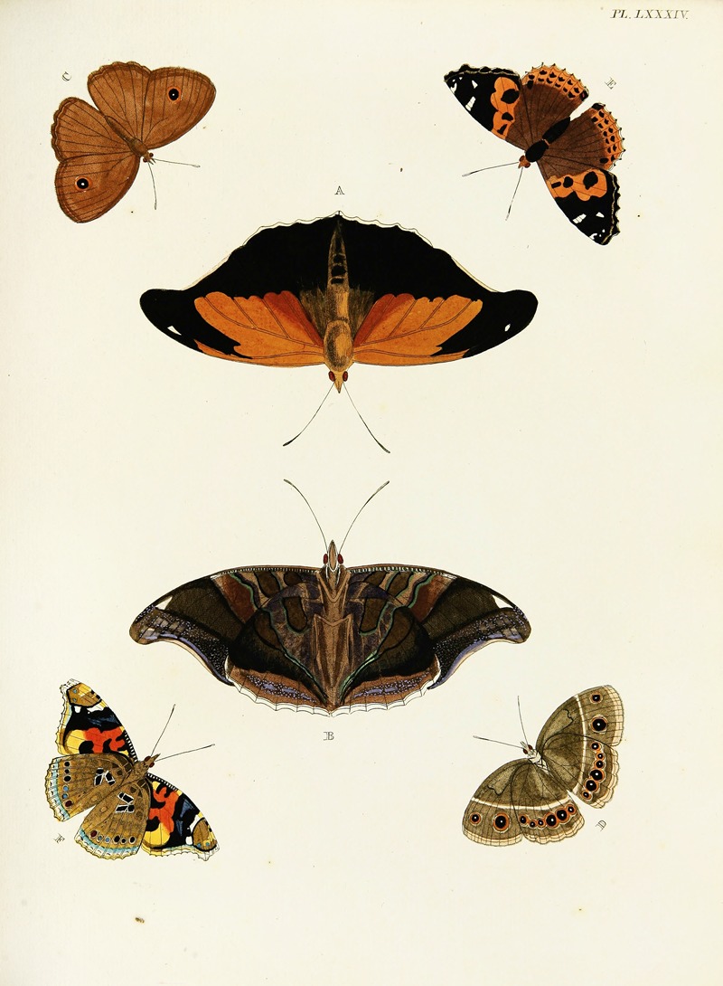 Pieter Cramer - Foreign butterflies occurring in the three continents Asia, Africa and America Pl.331