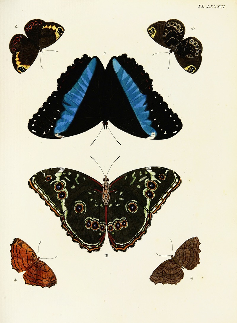 Pieter Cramer - Foreign butterflies occurring in the three continents Asia, Africa and America Pl.333