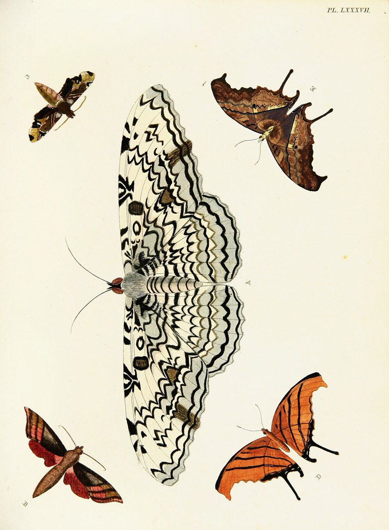 Pieter Cramer - Foreign butterflies occurring in the three continents Asia, Africa and America Pl.334