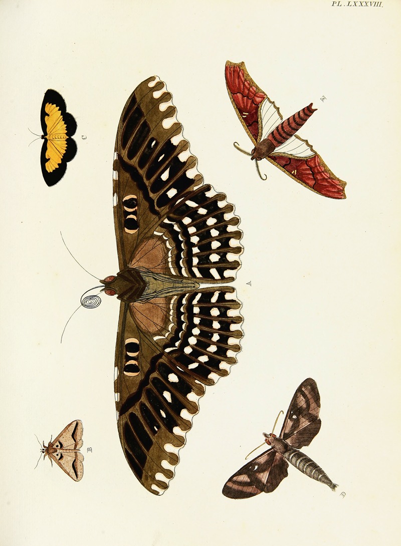 Pieter Cramer - Foreign butterflies occurring in the three continents Asia, Africa and America Pl.335