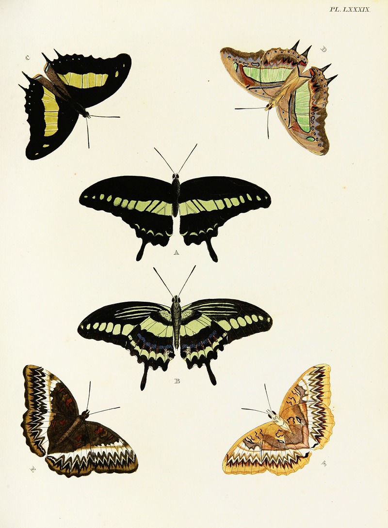 Pieter Cramer - Foreign butterflies occurring in the three continents Asia, Africa and America Pl.336