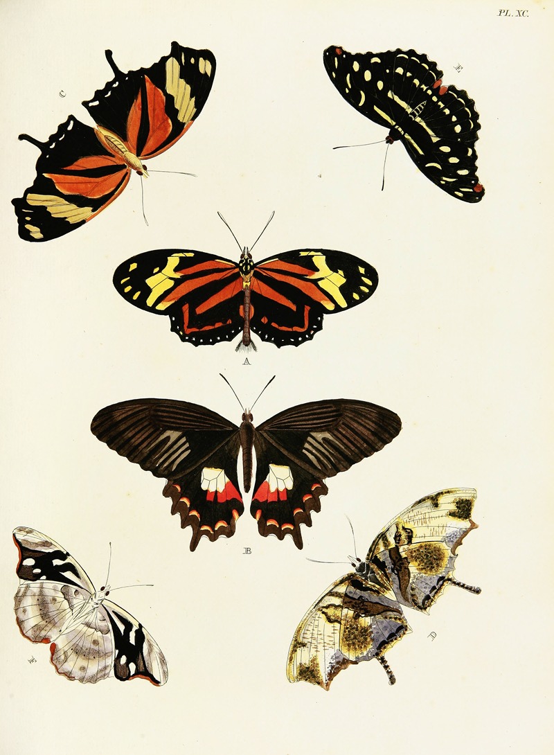 Pieter Cramer - Foreign butterflies occurring in the three continents Asia, Africa and America Pl.337