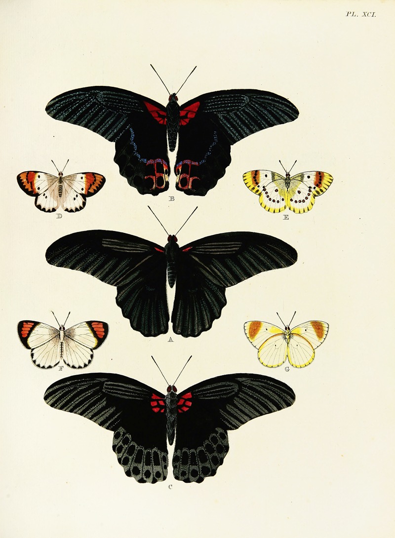 Pieter Cramer - Foreign butterflies occurring in the three continents Asia, Africa and America Pl.338