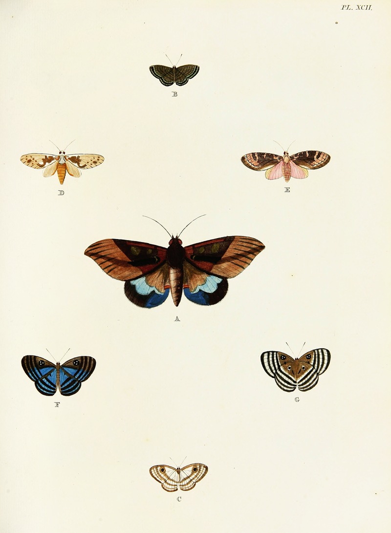 Pieter Cramer - Foreign butterflies occurring in the three continents Asia, Africa and America Pl.339