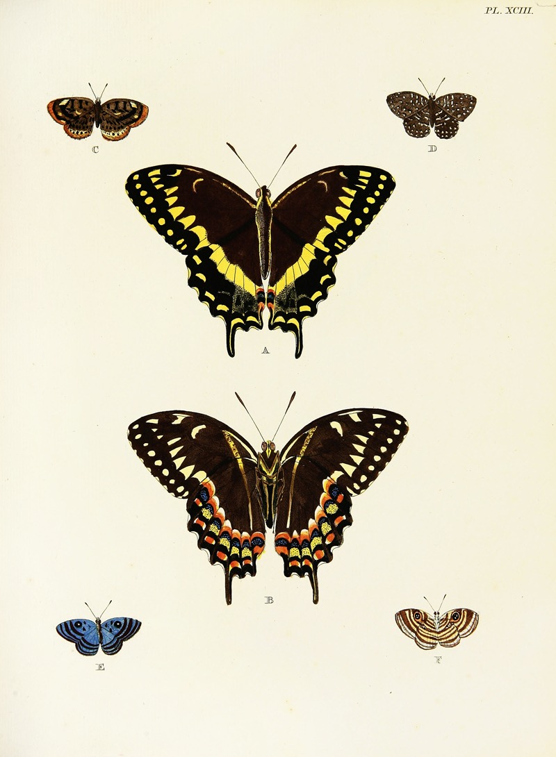 Pieter Cramer - Foreign butterflies occurring in the three continents Asia, Africa and America Pl.340